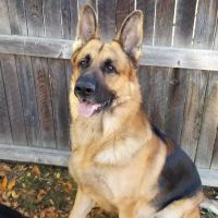 Banfield Pet Hospital ico