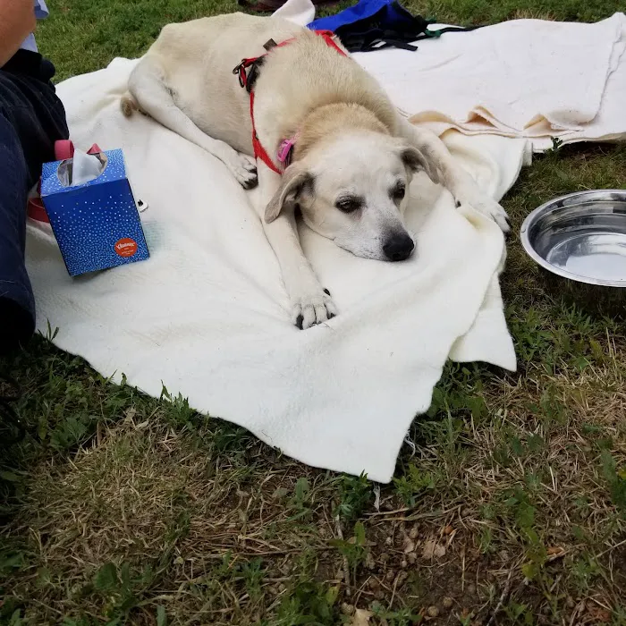 Urban Paw Westminster Picture 9