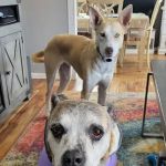 Church Ranch Veterinary Center