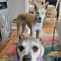 Church Ranch Veterinary Center ico