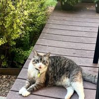 Care Animal Hospital ico