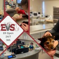 Evolution Veterinary Specialty and Emergency Hospital ico