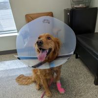 Animal Urgent Care ico