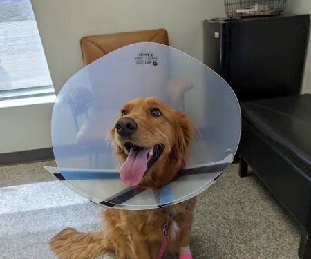 Animal Urgent Care