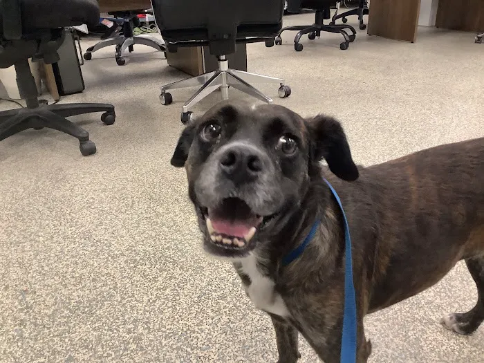 Animal Urgent Care Picture 9