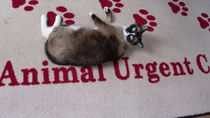 Animal Urgent Care Picture 5