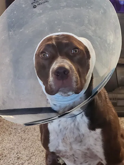 Animal Urgent Care Picture 7