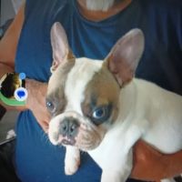 Vetco Vaccination Clinic ico