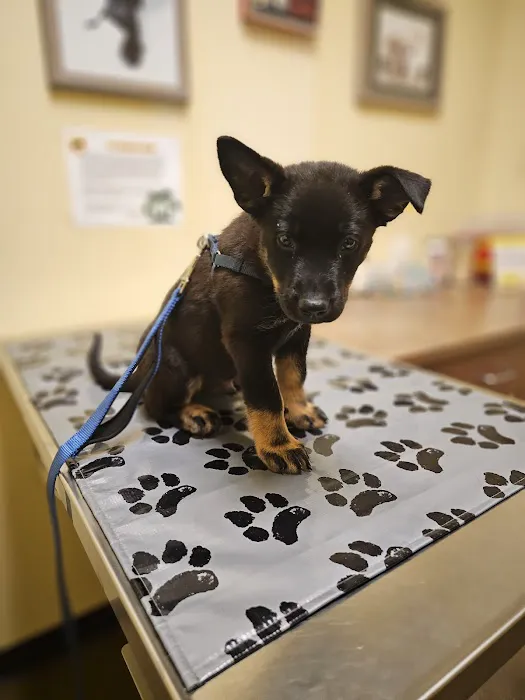 Tower Road Vet Picture 3