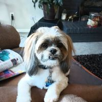 Banfield Pet Hospital ico