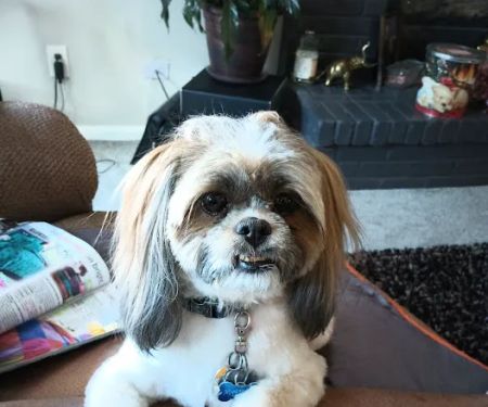 Banfield Pet Hospital