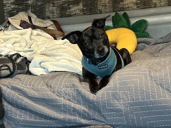 Banfield Pet Hospital Picture 10