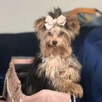 Green Valley Ranch Pet Center