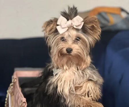 Green Valley Ranch Pet Center