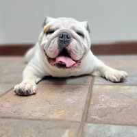 Special Friends Veterinary Clinic & Grooming ico