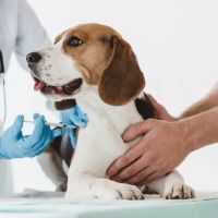 Barker Road Spay and Neuter ico