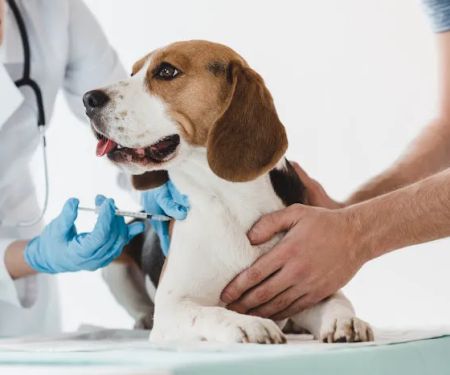Barker Road Spay and Neuter
