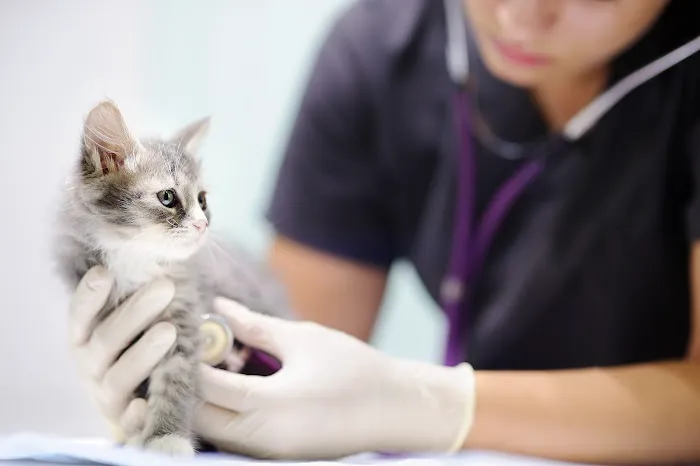 Barker Road Spay and Neuter Picture 6