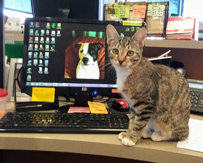 Aurora Hills Animal Hospital Picture 3