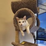 Aurora Hills Animal Hospital