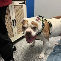 PetVet365 Pet Hospital Aurora ico