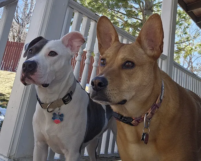 CityVet | Aurora Veterinary Clinic & Urgent Care Picture 1