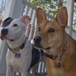 CityVet | Aurora Veterinary Clinic & Urgent Care