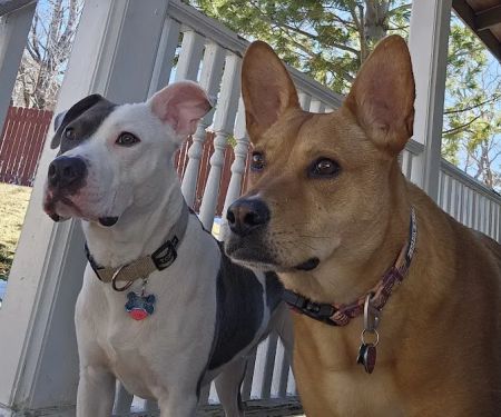 CityVet | Aurora Veterinary Clinic & Urgent Care