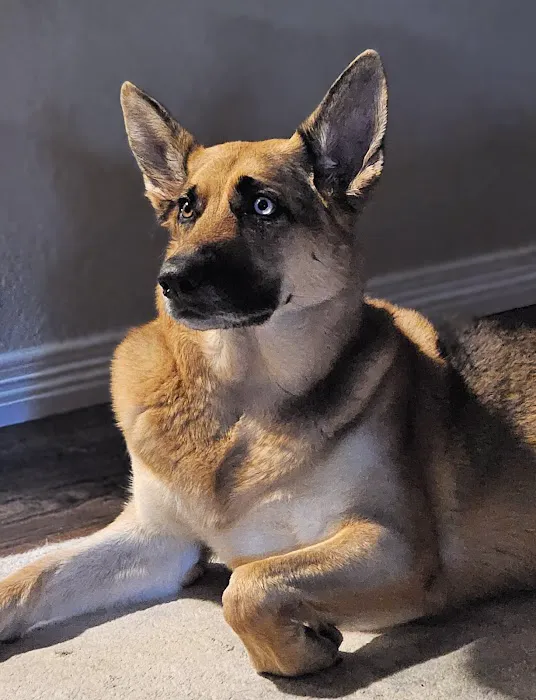 CityVet | Aurora Veterinary Clinic & Urgent Care Picture 10