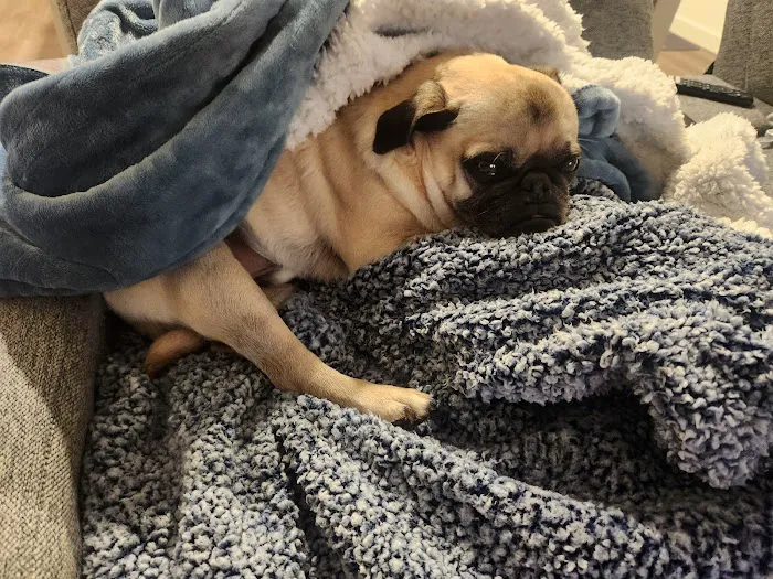 CityVet | Aurora Veterinary Clinic & Urgent Care Picture 7