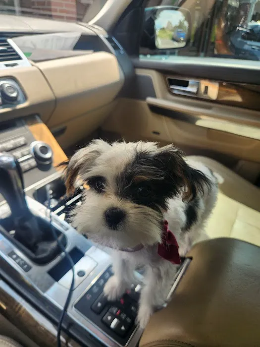 CityVet | Aurora Veterinary Clinic & Urgent Care Picture 5