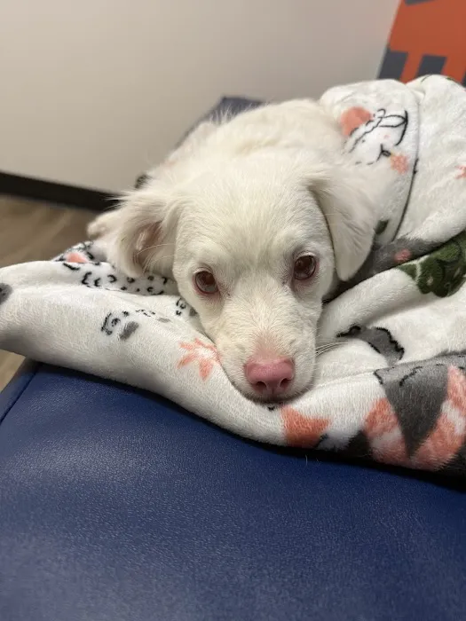 CityVet | Aurora Veterinary Clinic & Urgent Care Picture 8