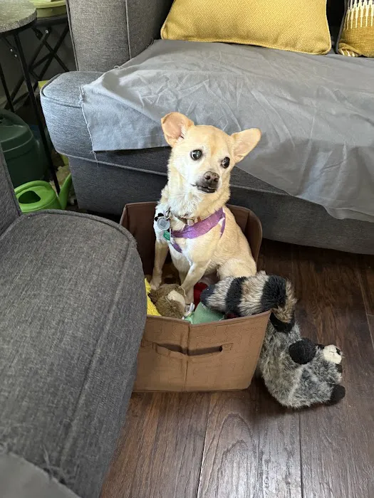 CityVet | Aurora Veterinary Clinic & Urgent Care Picture 4