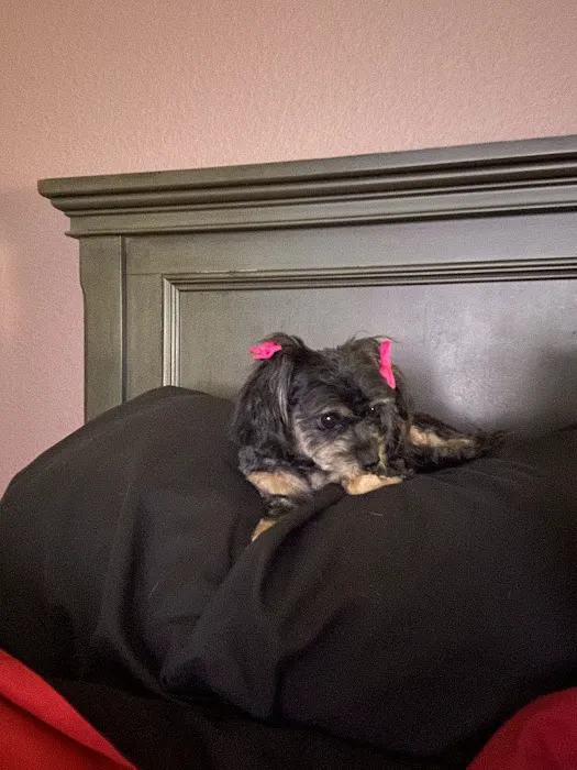 CityVet | Aurora Veterinary Clinic & Urgent Care Picture 6