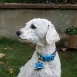 Greenwood Village Veterinary Clinic