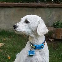 Greenwood Village Veterinary Clinic ico