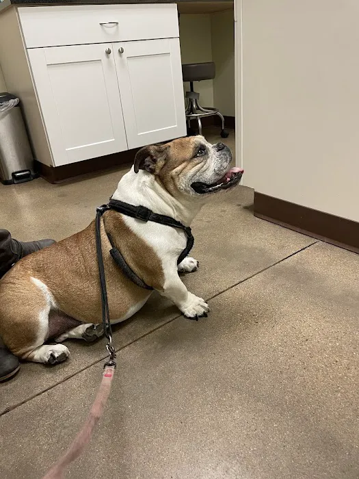 Greenwood Village Veterinary Clinic Picture 8