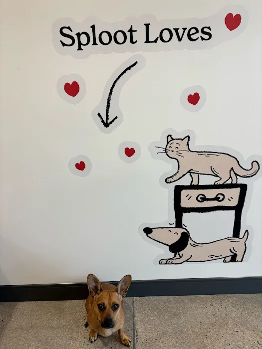 Sploot Veterinary Care - Greenwood Village Picture 2