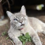 Apex Veterinary Specialists - Dentistry