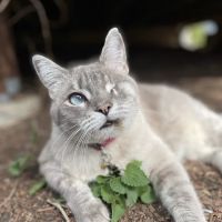 Apex Veterinary Specialists - Dentistry ico