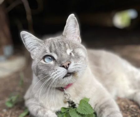 Apex Veterinary Specialists - Dentistry