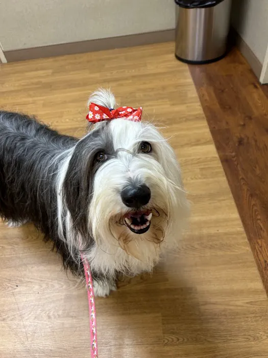 Apex Veterinary Specialists - Dentistry Picture 4