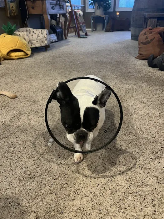 Apex Veterinary Ophthalmology Specialists Picture 7