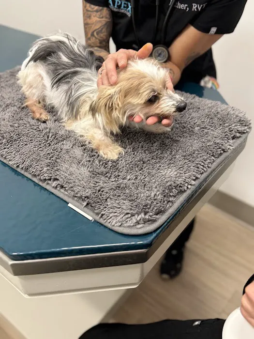 Apex Veterinary Ophthalmology Specialists Picture 4