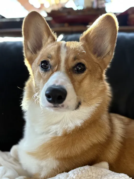Apex Veterinary Ophthalmology Specialists Picture 10