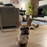 Apex Veterinary Ophthalmology Specialists