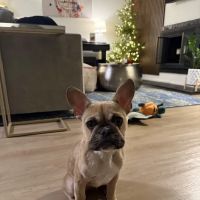 Apex Veterinary Ophthalmology Specialists ico
