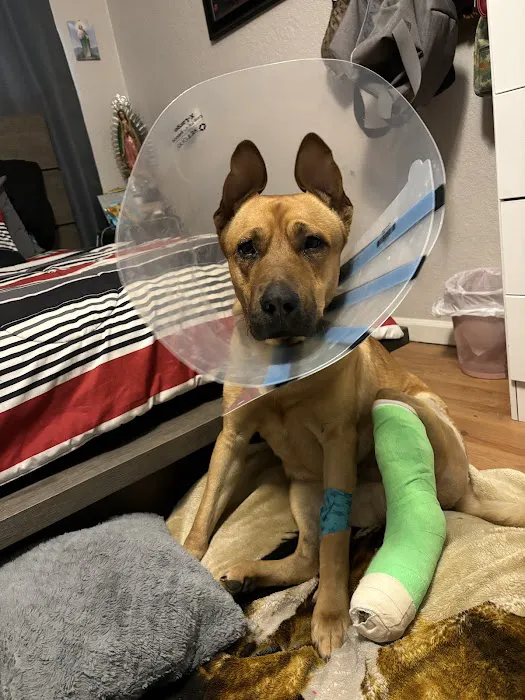 Spry Companions: Veterinary Orthopedic Specialists Picture 5