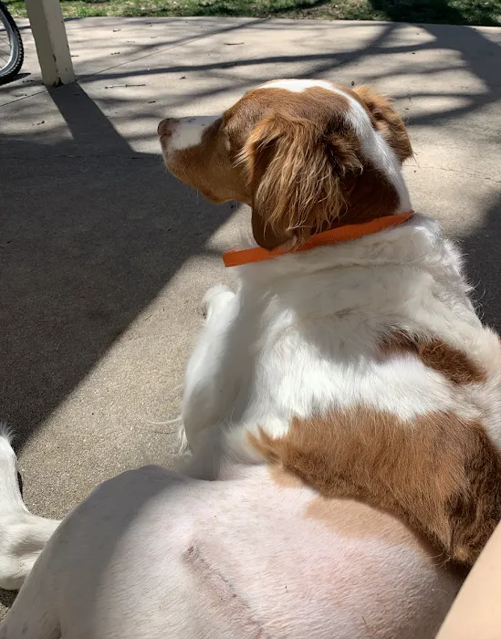 Spry Companions: Veterinary Orthopedic Specialists Picture 10