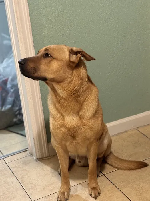 Spry Companions: Veterinary Orthopedic Specialists Picture 6